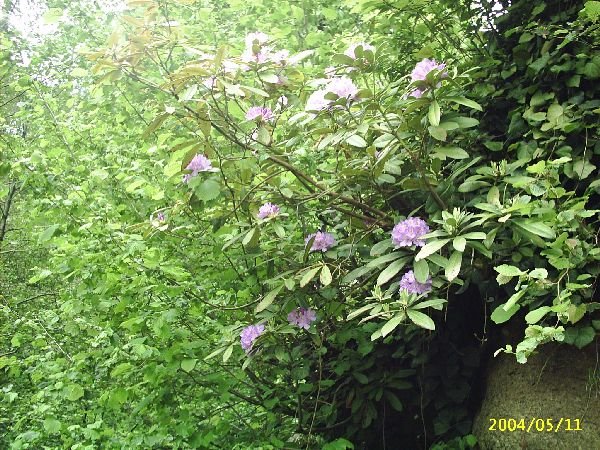 genel066
