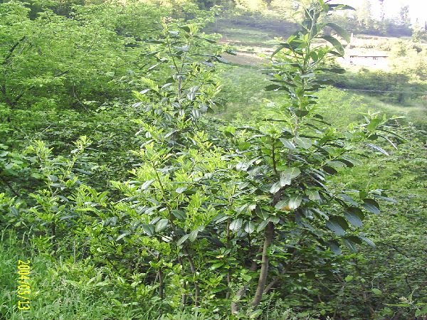 genel068